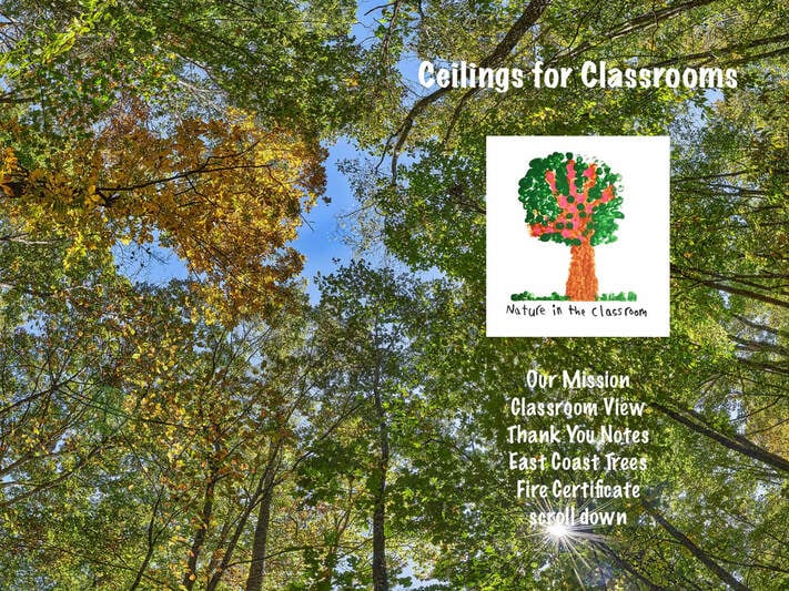 Click for the PDF catalog of East Coast trees